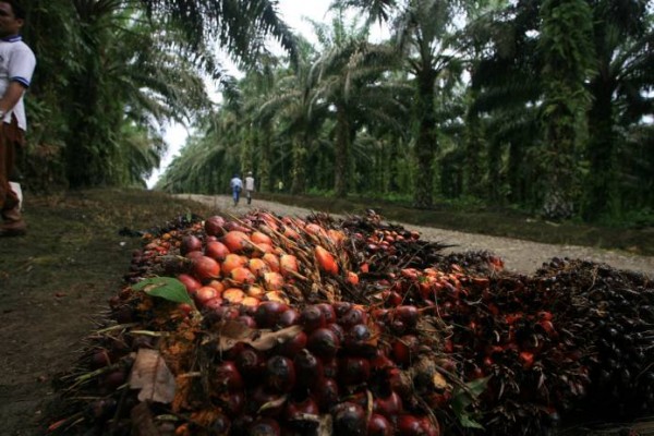 Harga TBS Sawit di Riau Naik 12 Persen, Ekonomi Petani Membaik